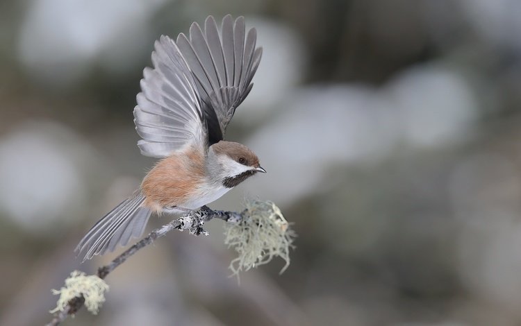 ветка, фон, крылья, птица, воробей, branch, background, wings, bird, sparrow