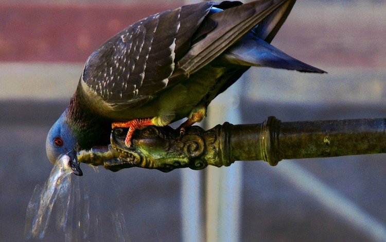 вода, птица, голубь, жажда, кран, труба, пьет, water, bird, dove, thirst, crane, pipe, drinking
