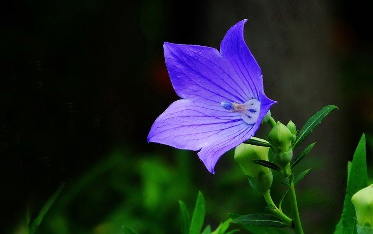 цветок, голубой, черный фон, колокольчик, flower, blue, black background, bell