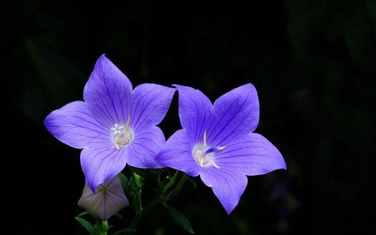 цветы, черный фон, голубые, колокольчики, платикодон, flowers, black background, blue, bells