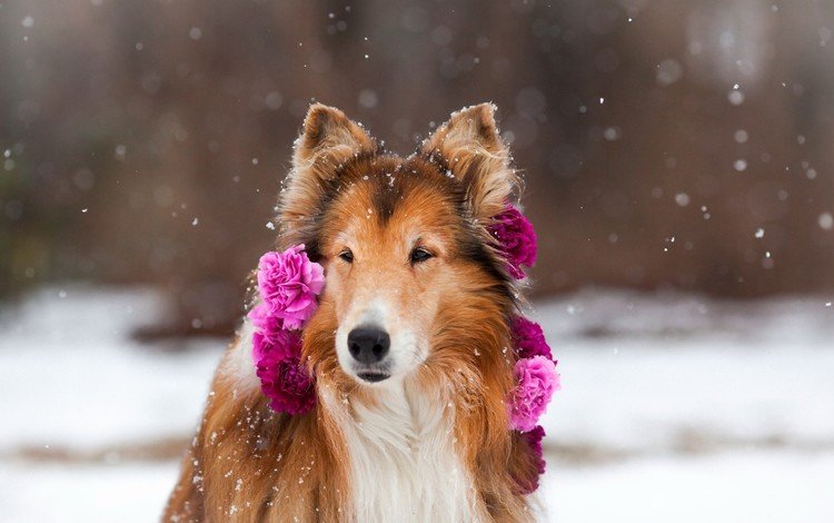 цветы, снег, природа, зима, собака, пес, колли, гвоздики, шотландская овчарка, scottish shepherd, flowers, snow, nature, winter, dog, collie, clove