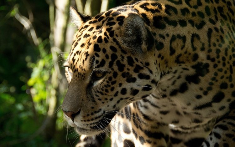 морда, кошка, хищник, профиль, ягуар, face, cat, predator, profile, jaguar