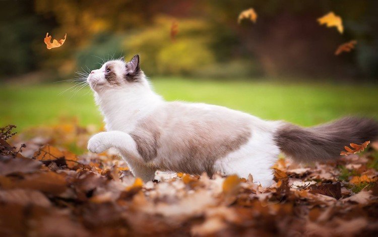 листья, кот, кошка, осень, играет, листопад, рэгдолл, leaves, cat, autumn, plays, falling leaves, ragdoll