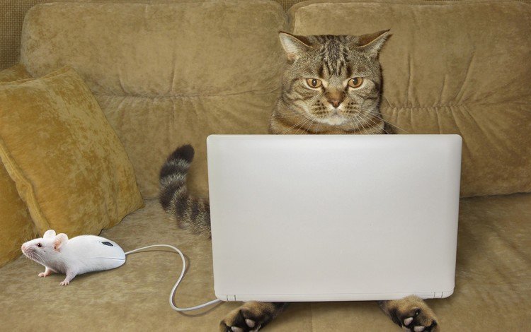 глаза, кошка, взгляд, юмор, диван, ноутбук, мышка, eyes, cat, look, humor, sofa, laptop, mouse
