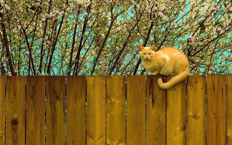 цветение, кот, кошка, забор, весна, рыжий, flowering, cat, the fence, spring, red