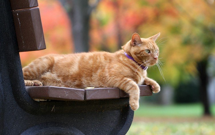 кот, кошка, осень, скамейка, рыжий, боке, рыжий кот, cat, autumn, bench, red, bokeh, red cat