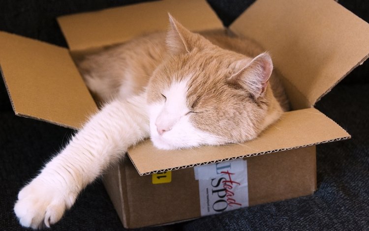 кот, кошка, спит, ушки, рыжий, коробка, cat, sleeping, ears, red, box