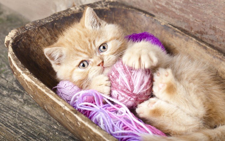 глаза, кот, взгляд, котенок, клубок, рыжий, нитки, eyes, cat, look, kitty, tangle, red, thread