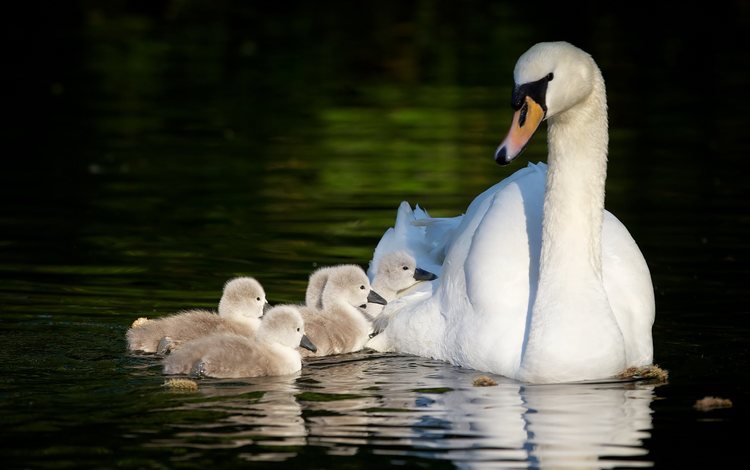 отражение, птица, лебеди, птенцы, материнство, лебедята, reflection, bird, swans, chicks, motherhood, the lebeda