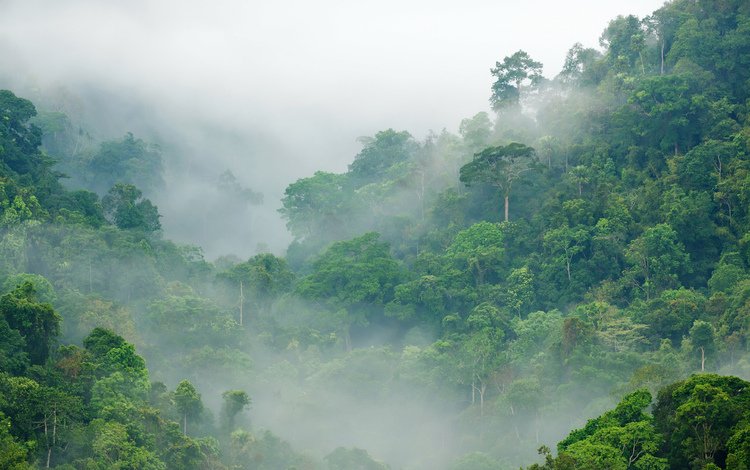 деревья, лес, туман, тропики, джунгли, trees, forest, fog, tropics, jungle