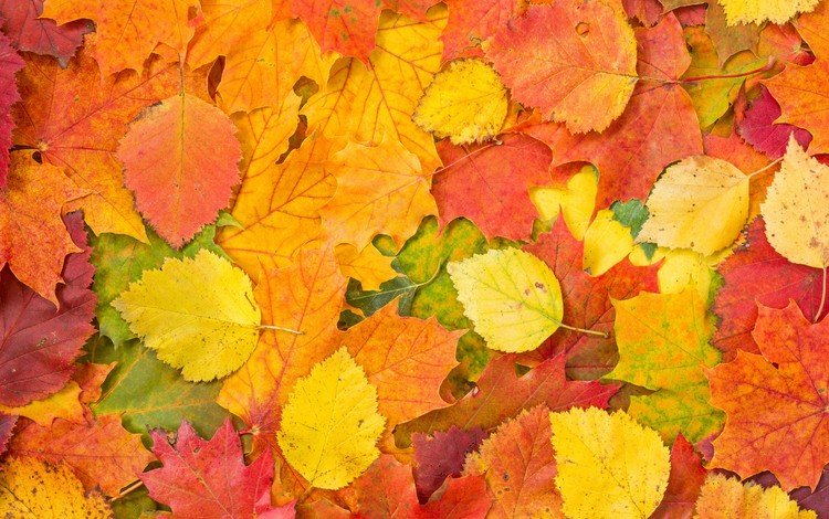 листья, листва, разноцветные, осень, опавшие, осенние, leaves, foliage, colorful, autumn, fallen