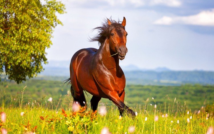 небо, лошадь, трава, луг, конь, the sky, horse, grass, meadow