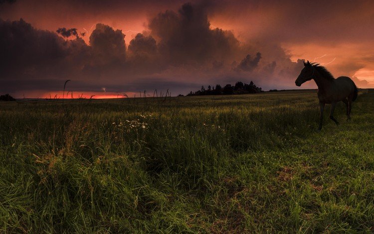небо, лошадь, трава, облака, закат, конь, the sky, horse, grass, clouds, sunset