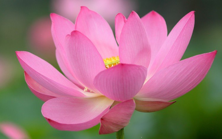 цветок, лепестки, лотос, розовый, flower, petals, lotus, pink