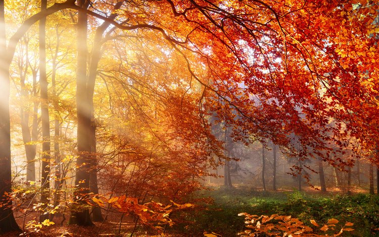 деревья, природа, лес, листья, лучи, осень, солнечные лучи, trees, nature, forest, leaves, rays, autumn, the sun's rays