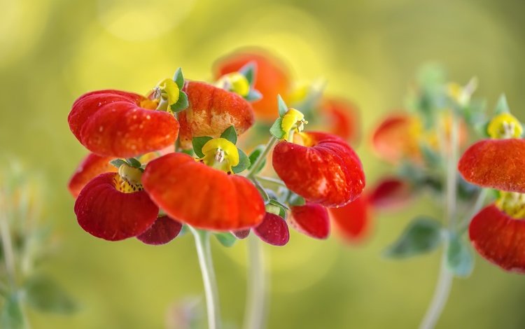 макро, фон, цветок, кальцеолярия, macro, background, flower, calceolaria