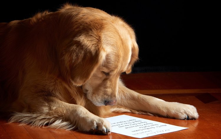 морда, бумага, собака, лист, золотистый ретривер, чтение, face, paper, dog, sheet, golden retriever, reading