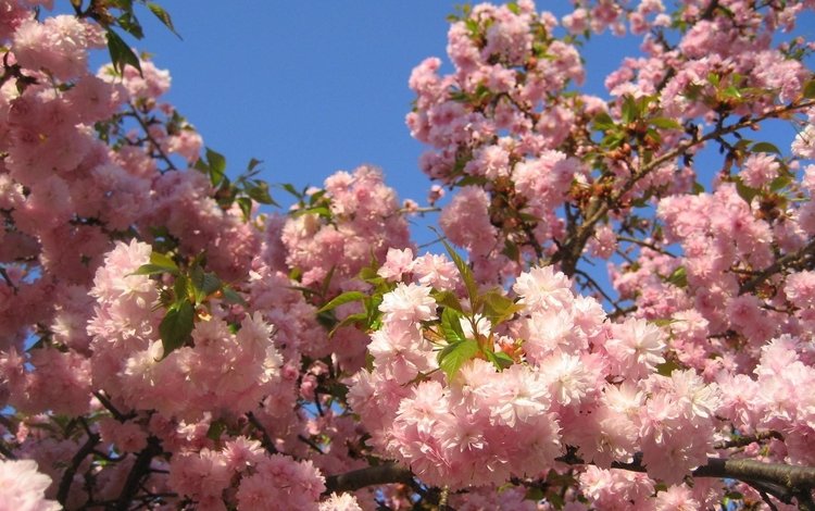 небо, ветка, цветение, листья, весна, сакура, the sky, branch, flowering, leaves, spring, sakura