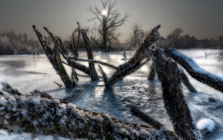 деревья, озеро, зима, лёд, холод, trees, lake, winter, ice, cold