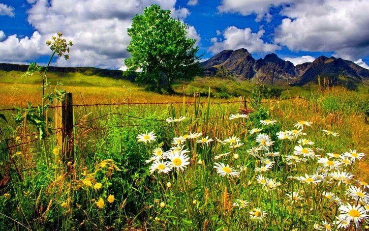 небо, ромашки, цветы, трава, облака, горы, дерево, поле, забор, the sky, chamomile, flowers, grass, clouds, mountains, tree, field, the fence
