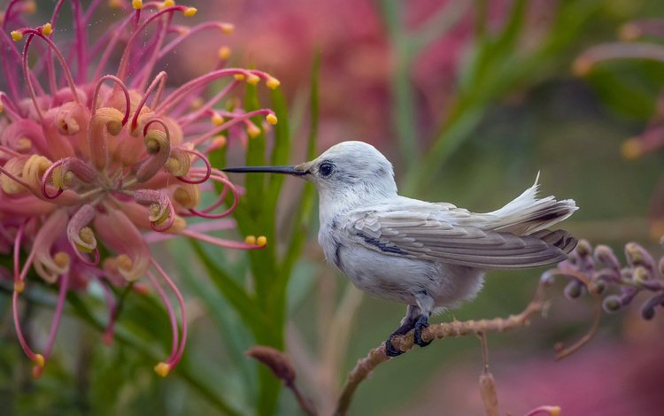 природа, цветок, птица, птичка, тропики, колибри, nature, flower, bird, tropics, hummingbird