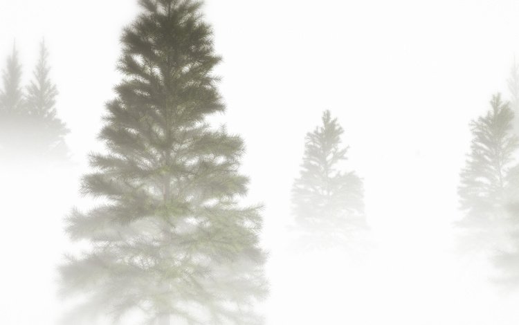 природа, дерево, туман, ель, крона, nature, tree, fog, spruce, crown