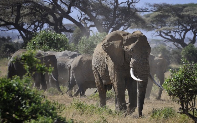 природа, слон, африка, слоны, стадо, бивни, nature, elephant, africa, elephants, the herd, tusks