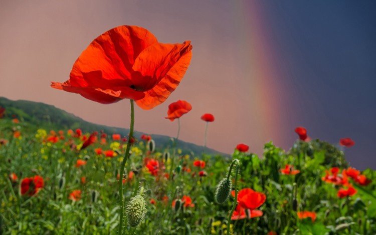 небо, цветы, поле, лето, радуга, красные, маки, the sky, flowers, field, summer, rainbow, red, maki