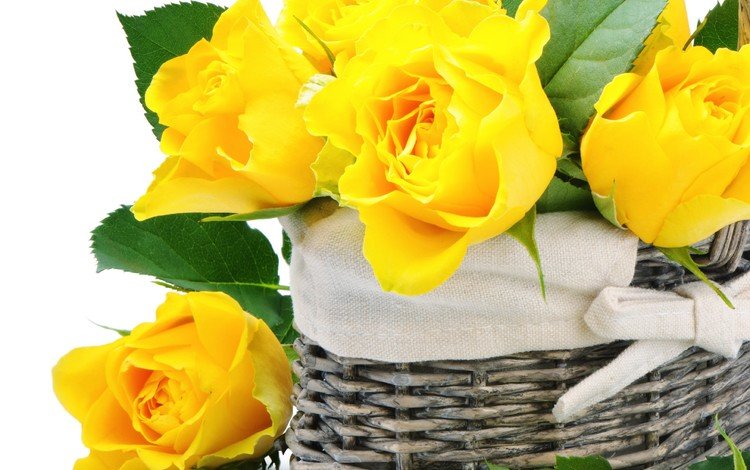 цветы, розы, букет, корзина, белый фон, желтые, flowers, roses, bouquet, basket, white background, yellow