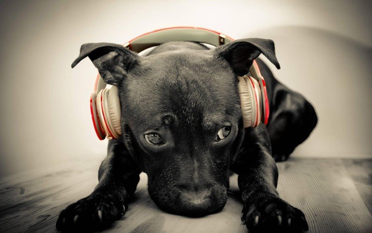 морда, музыка, собака, наушники, щенок, face, music, dog, headphones, puppy