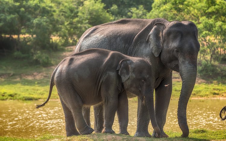 слоны, дикая природа, слоненок, шри-ланка, elephants, wildlife, elephant, sri lanka