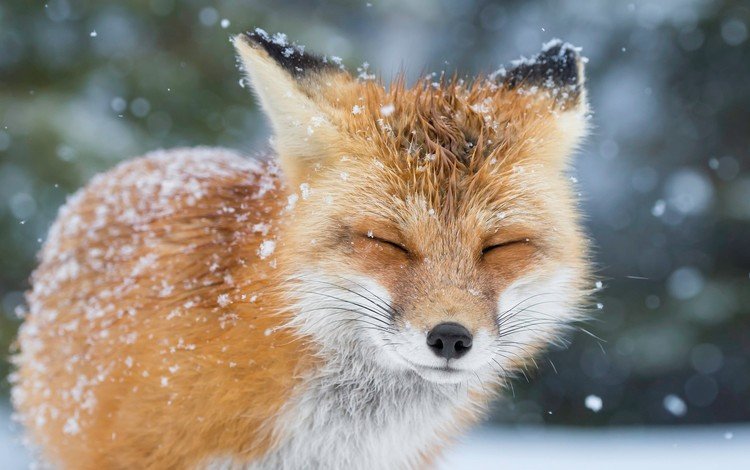 снег, зима, лиса, лисица, животное, закрытые глаза, snow, winter, fox, animal, closed eyes