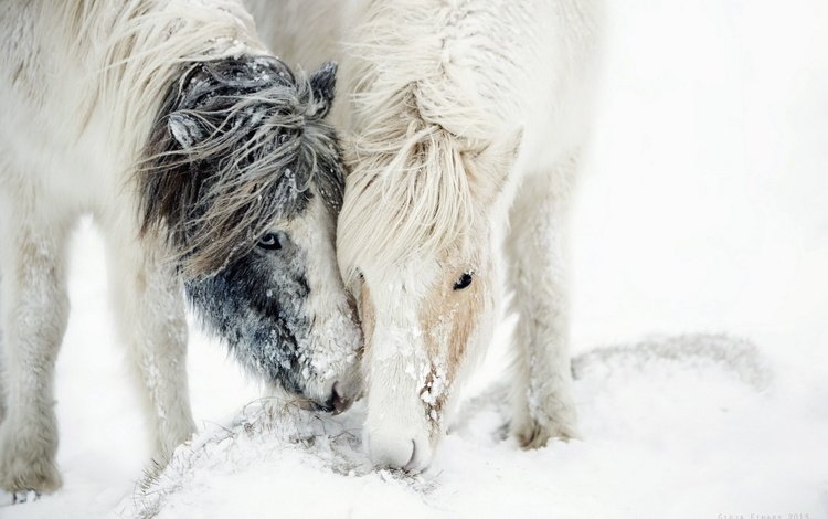 лошадь, снег, природа, зима, пони, грива, horse, snow, nature, winter, pony, mane