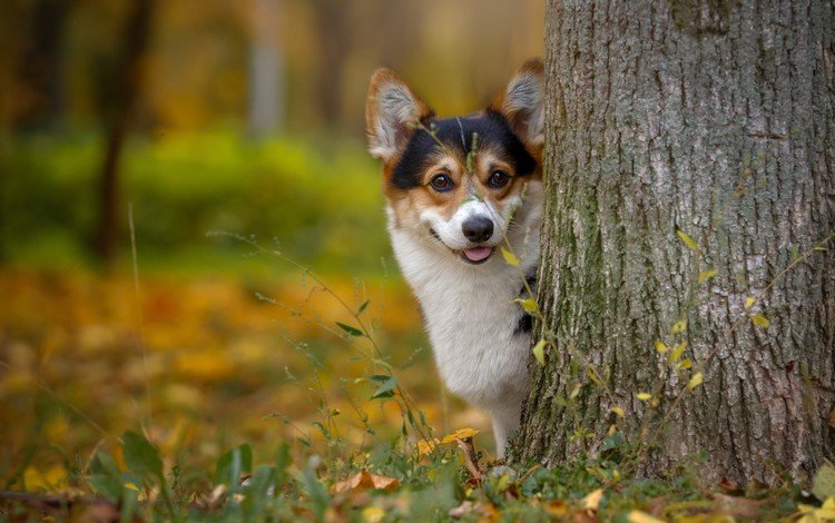дерево, мордочка, осень, собака, вельш-корги, корги, пемброк, tree, muzzle, autumn, dog, welsh corgi, corgi, pembroke