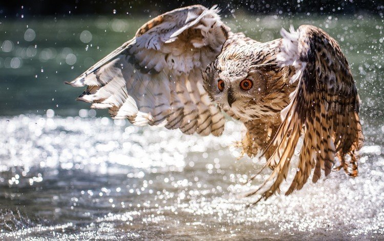 вода, сова, полет, крылья, брызги, хищник, птица, water, owl, flight, wings, squirt, predator, bird