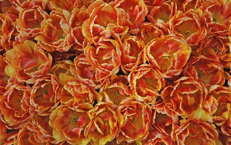 цветы, текстура, лепестки, тюльпаны, много, оранжевые, flowers, texture, petals, tulips, a lot, orange