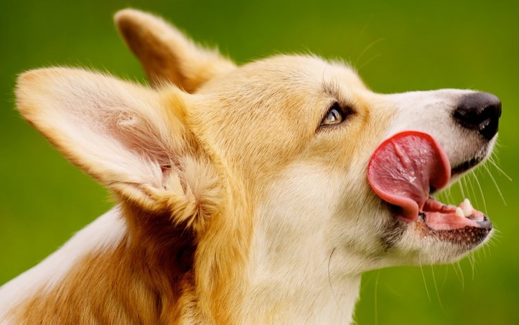 собака, уши, язык, порода, вельш-корги, пемброк, dog, ears, language, breed, welsh corgi, pembroke