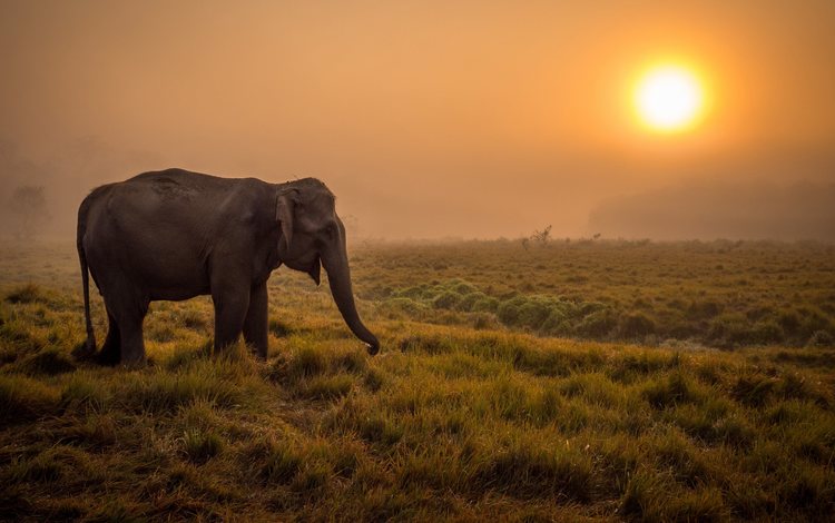 закат, слон, африка, уши, дикая природа, саванна, хобот, sunset, elephant, africa, ears, wildlife, savannah, trunk