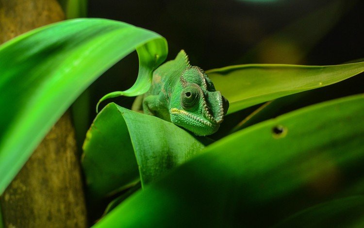 зелёный, листва, ящерица, окрас, хамелеон, рептилия, маскировка, пресмыкающееся, green, foliage, lizard, color, chameleon, reptile, disguise