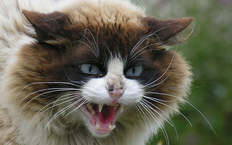 глаза, кот, кошка, взгляд, зубы, агрессия, eyes, cat, look, teeth, aggression