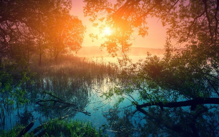 река, солнце, природа, лес, отражение, пейзаж, туман, рассвет, river, the sun, nature, forest, reflection, landscape, fog, dawn