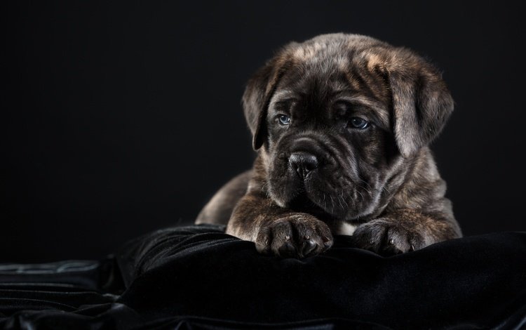 собака, щенок, черный фон, кане-корсо, dog, puppy, black background, cane corso