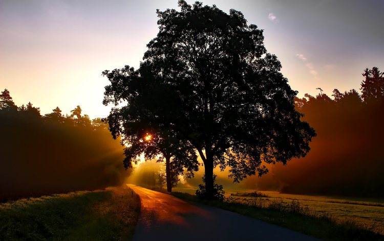 дорога, природа, дерево, пейзаж, утро, рассвет, road, nature, tree, landscape, morning, dawn