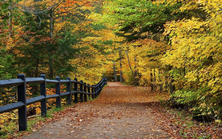 дорога, деревья, природа, парк, осень, забор, листопад, аллея, road, trees, nature, park, autumn, the fence, falling leaves, alley