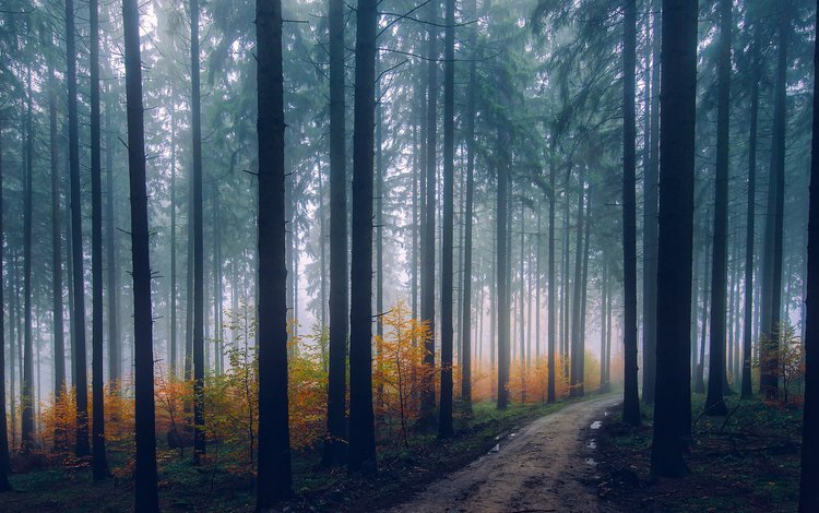 деревья, природа, лес, туман, дорожка, стволы, осень, trees, nature, forest, fog, track, trunks, autumn