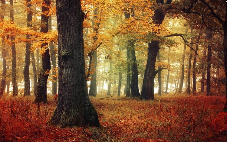 деревья, природа, лес, листья, осень, trees, nature, forest, leaves, autumn