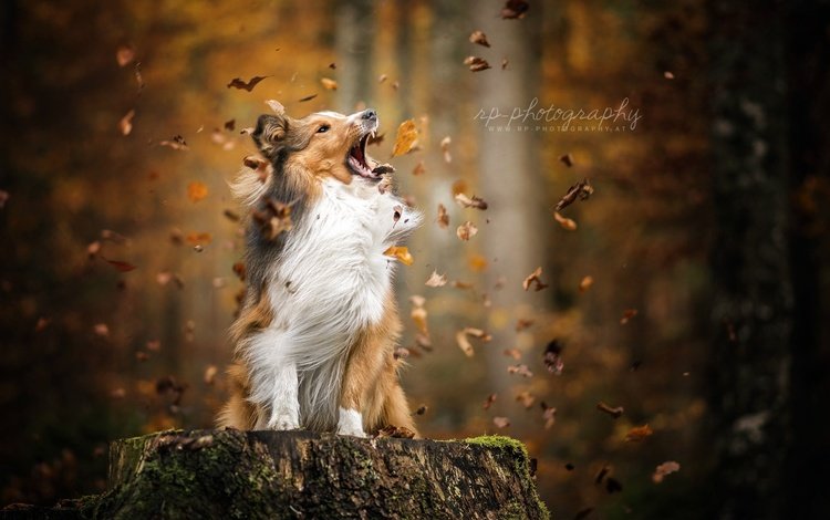 листья, осень, собака, листопад, шелти, шетландская овчарка, leaves, autumn, dog, falling leaves, sheltie, shetland sheepdog