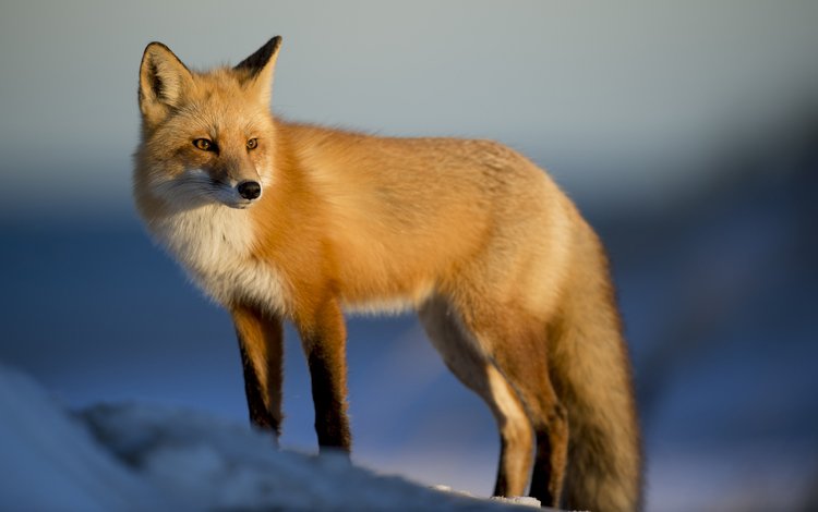 снег, зима, лиса, лисица, животное, лиса.лисица, snow, winter, fox, animal, fox.fox