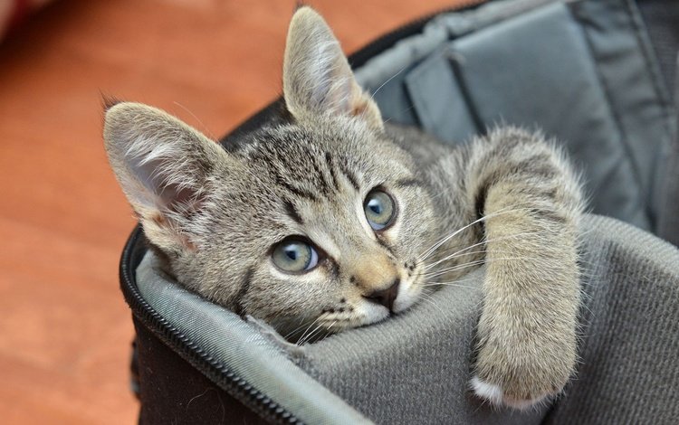кот, мордочка, кошка, взгляд, котенок, серый, сумка, cat, muzzle, look, kitty, grey, bag