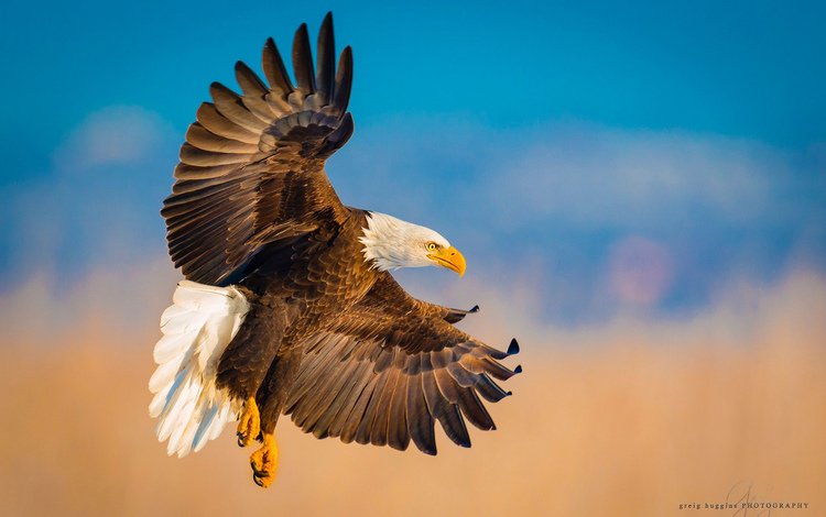 полет, крылья, орел, птица, белоголовый орлан, flight, wings, eagle, bird, bald eagle